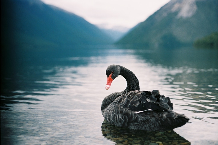 Lectura recomendada: El cisne negro, el impacto de lo altamente improbable